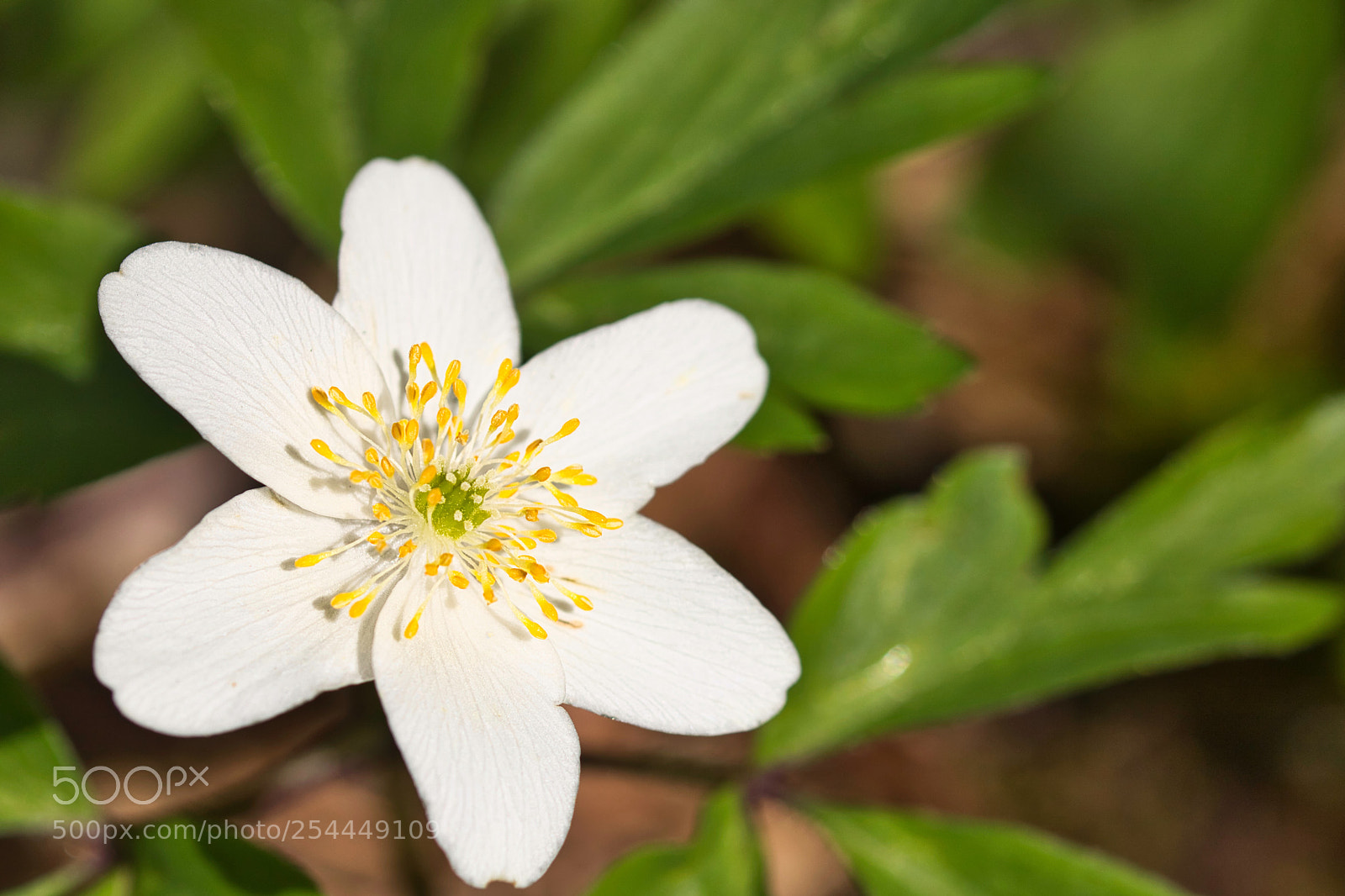 Canon EOS 760D (EOS Rebel T6s / EOS 8000D) sample photo. Anemone photography