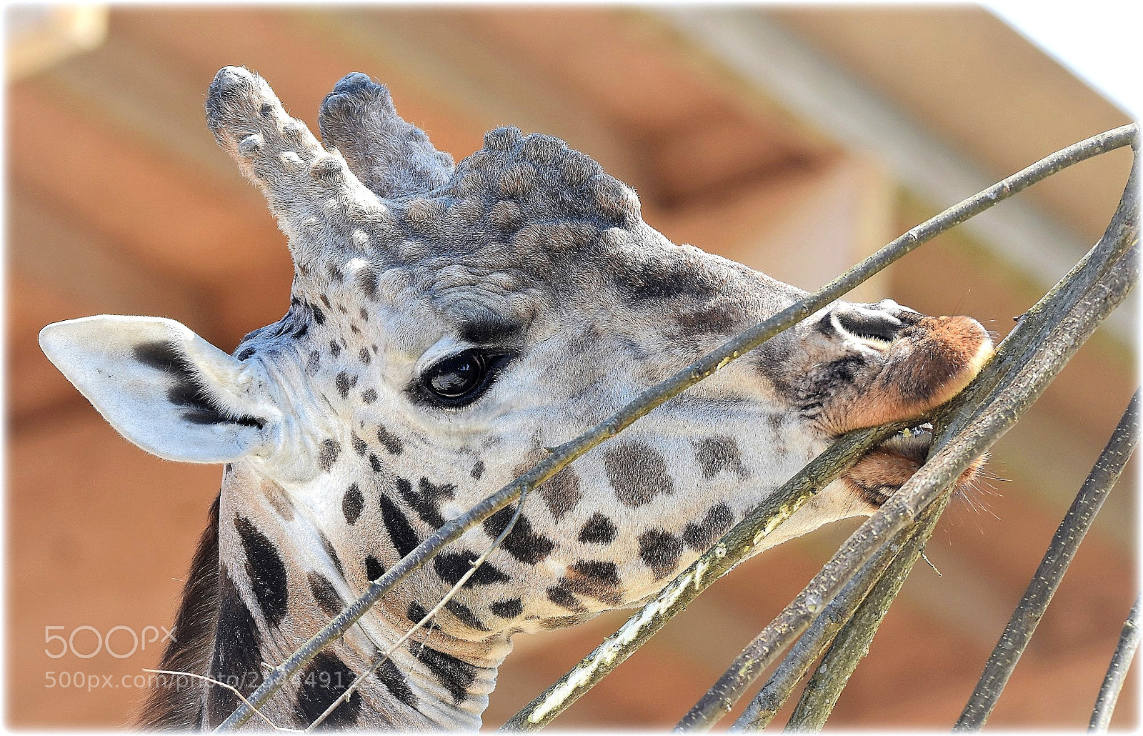 Nikon D7200 sample photo. "giraffe;bull,;" photography