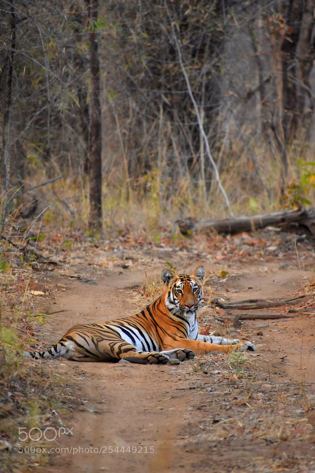 Nikon D7200 sample photo. Bengal tiger photography