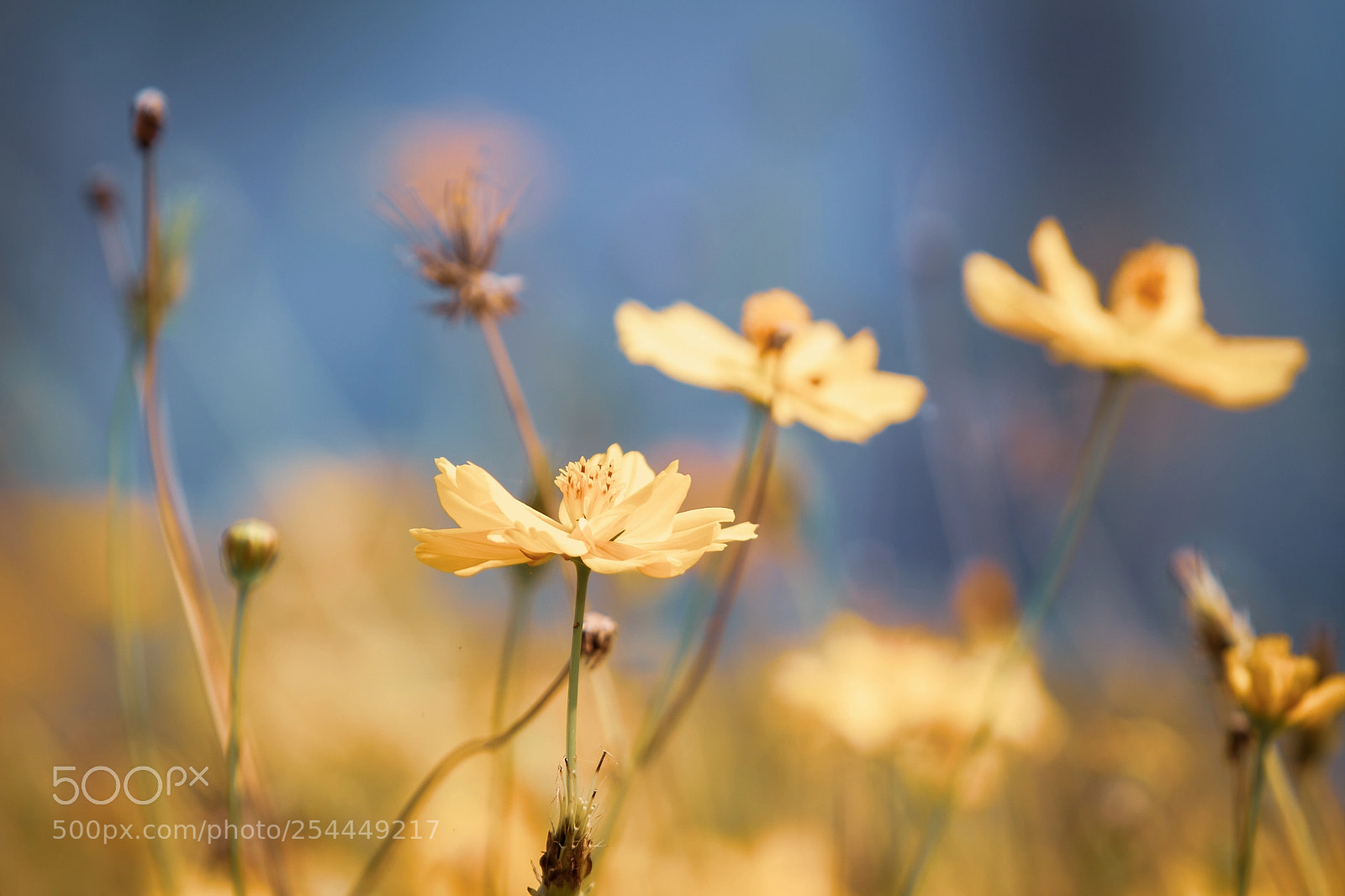 Canon EOS-1D Mark IV sample photo. A day photography