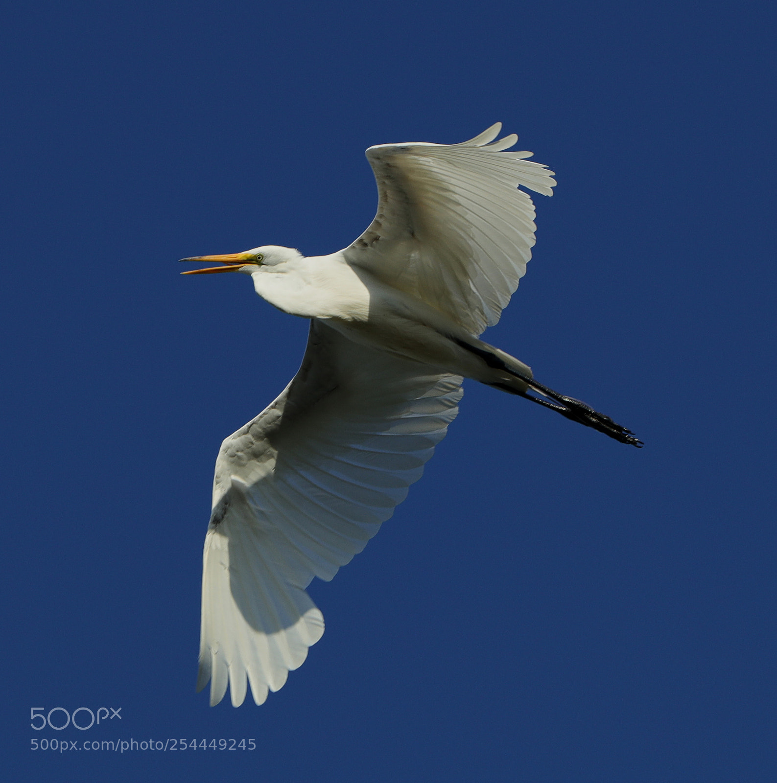 Canon EOS-1D X Mark II sample photo. 04-20-18-0013724.jpg photography