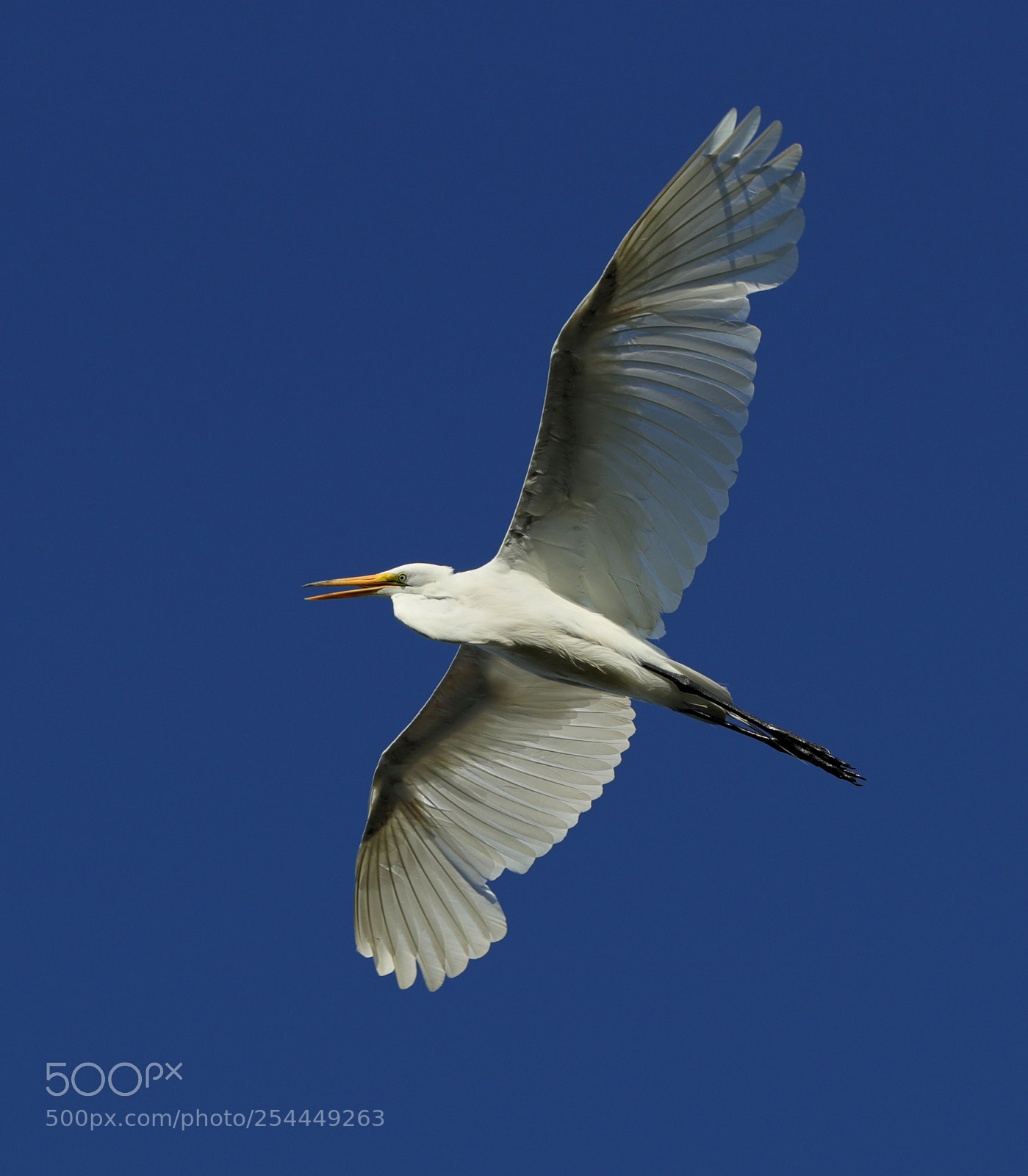 Canon EOS-1D X Mark II sample photo. 04-20-18-0013723.jpg photography