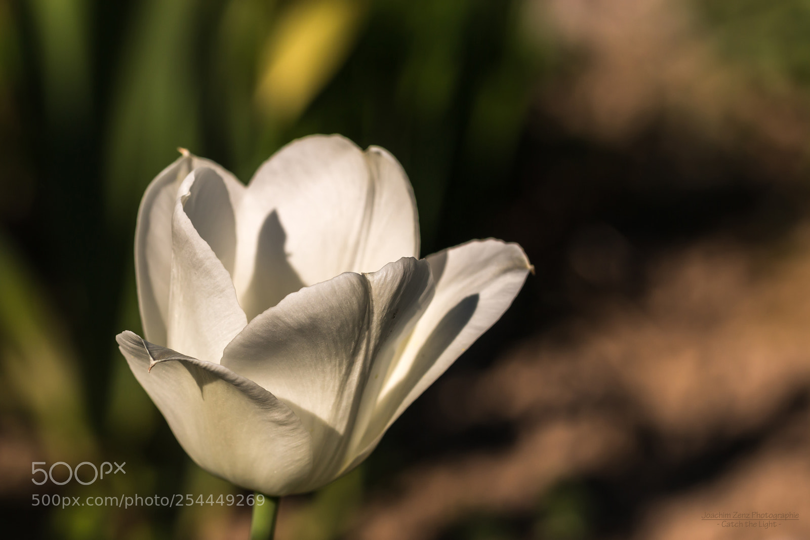 Canon EOS 70D sample photo. White tulip ... photography
