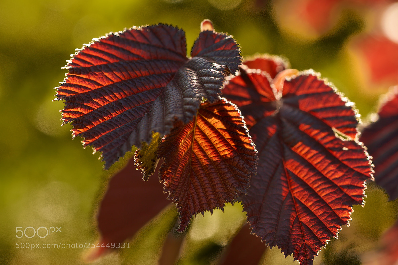 Sony SLT-A65 (SLT-A65V) sample photo. Leaf of hazelnut -1 photography