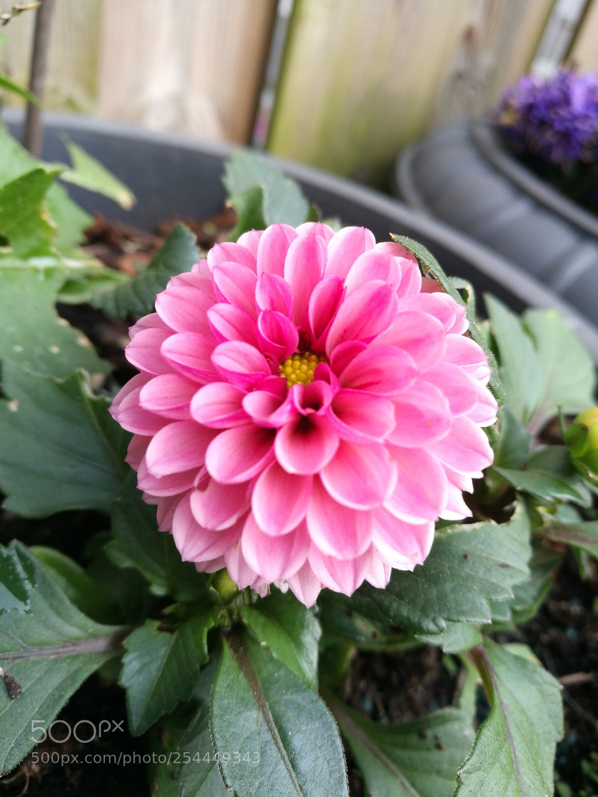 HUAWEI P9 sample photo. ? photography