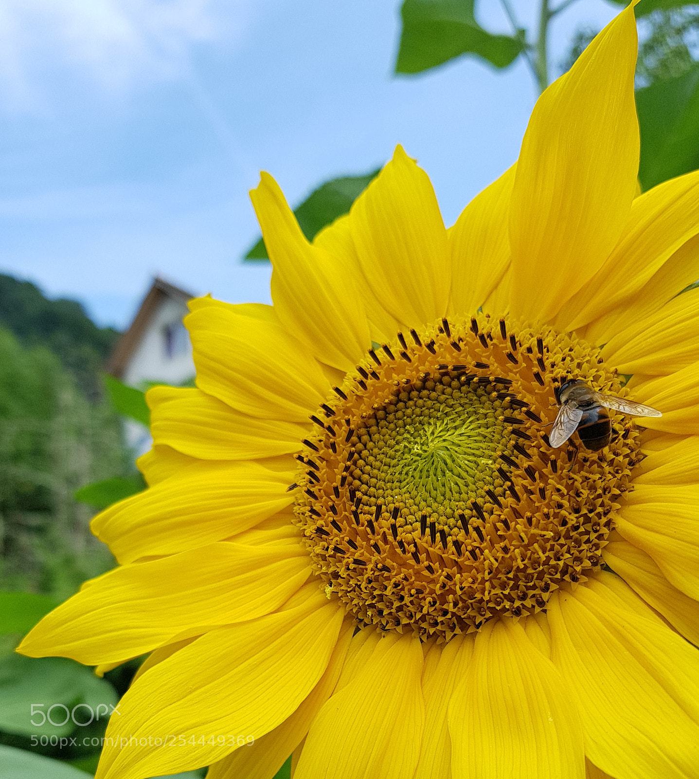 Samsung Galaxy S8+ sample photo. Sunflower bee photography