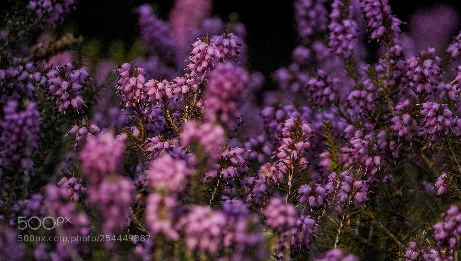 Sony SLT-A77 sample photo. .....the power of spring..... photography
