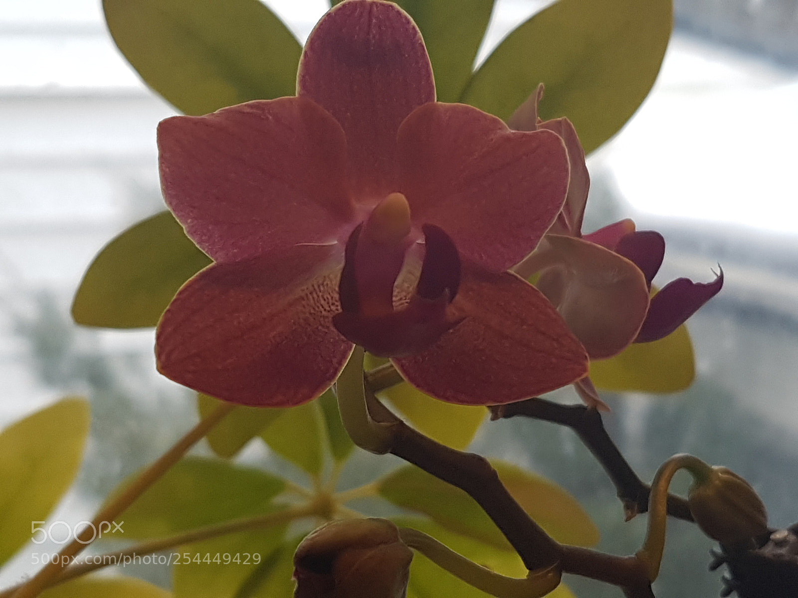 Samsung Galaxy S7 sample photo. Rebirth photography