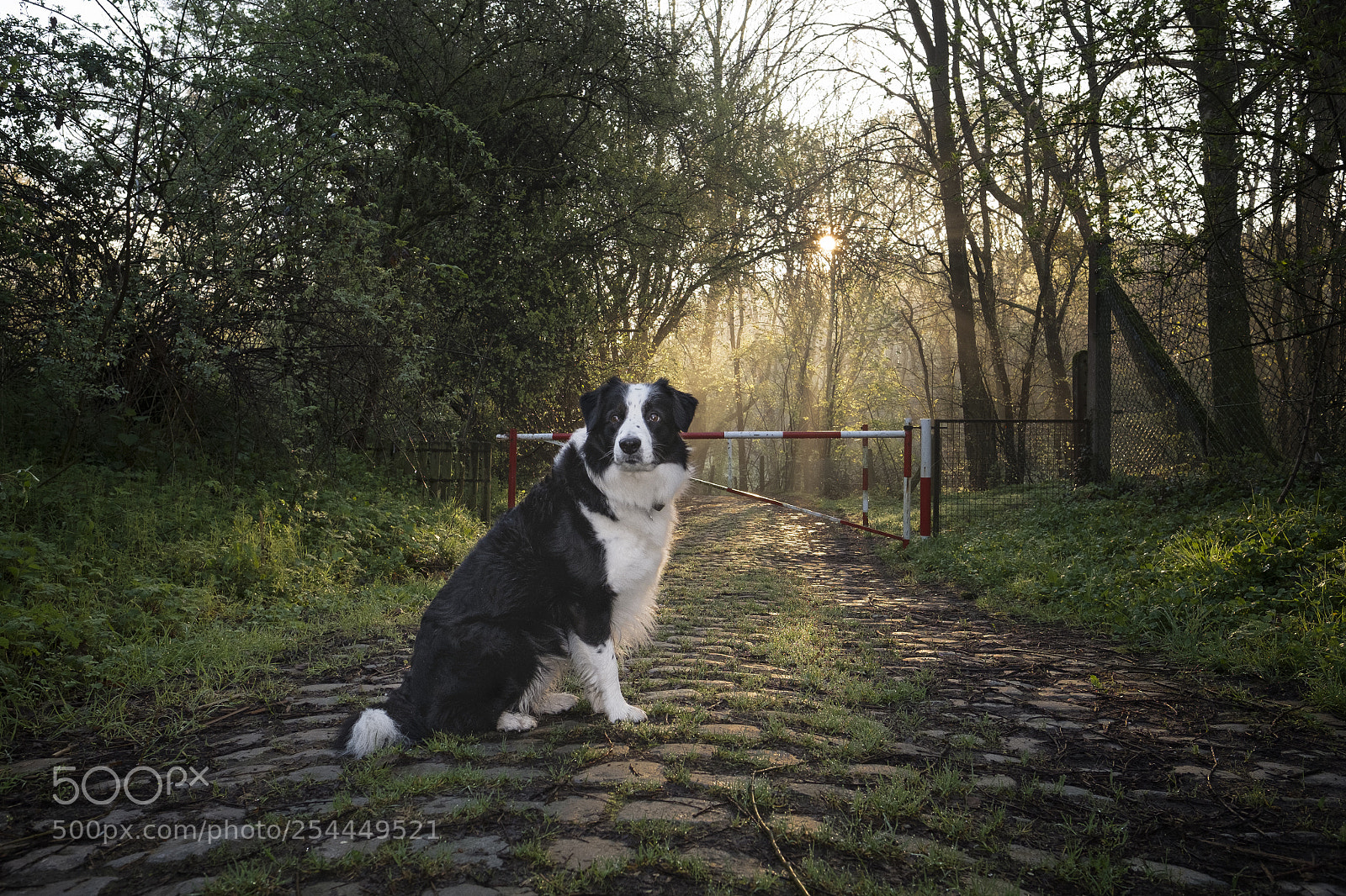 Fujifilm X-Pro1 sample photo. Morning walk photography