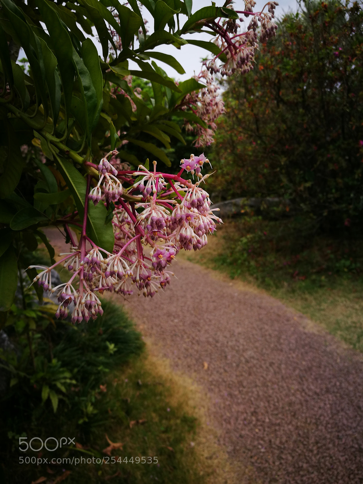 HUAWEI P9 sample photo. Flower path photography