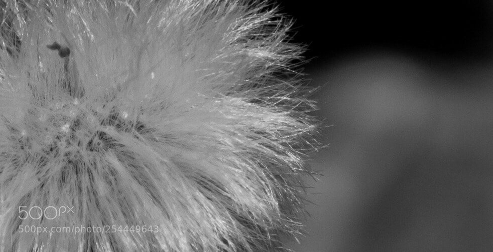 Sony Alpha NEX-7 sample photo. Untitled photography