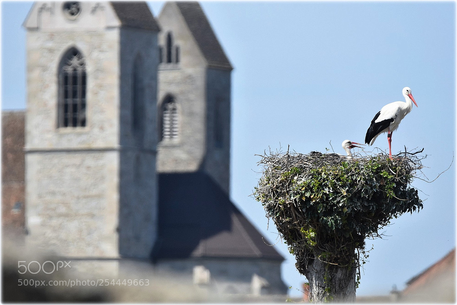 Nikon D7200 sample photo. "storks;rapperswil" photography