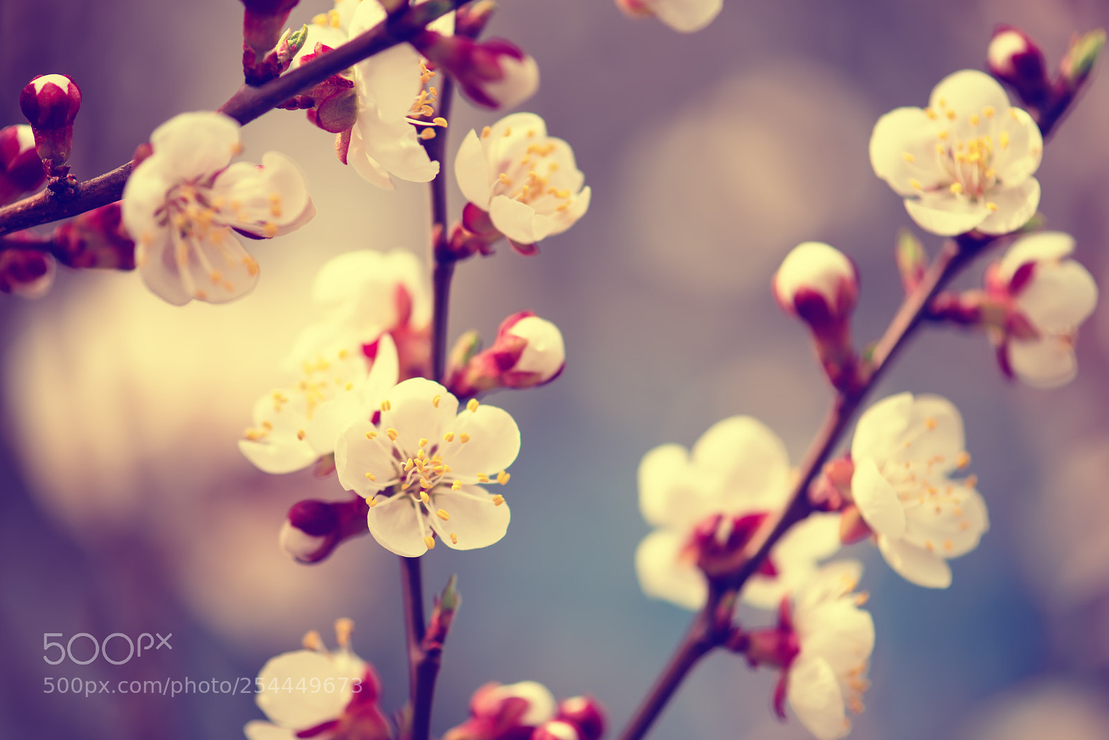 Nikon D750 sample photo. Apricot tree blossoms photography