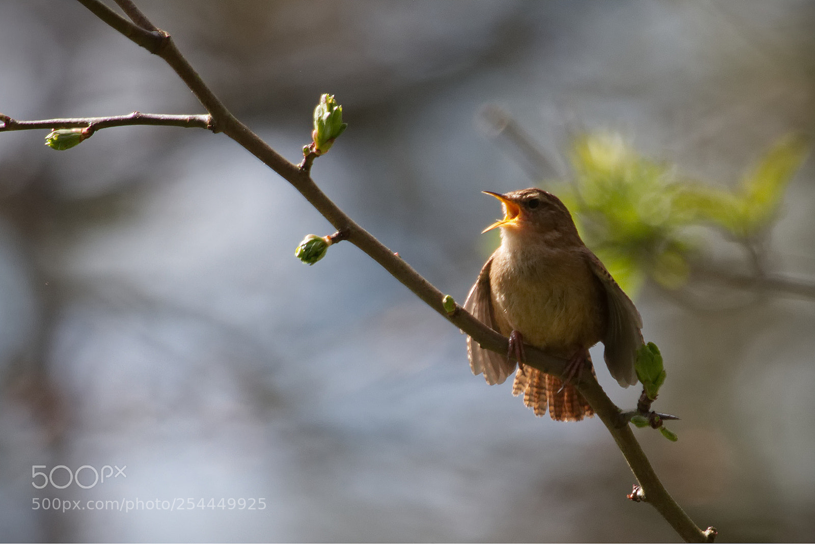 Canon EOS 70D sample photo. In full song photography