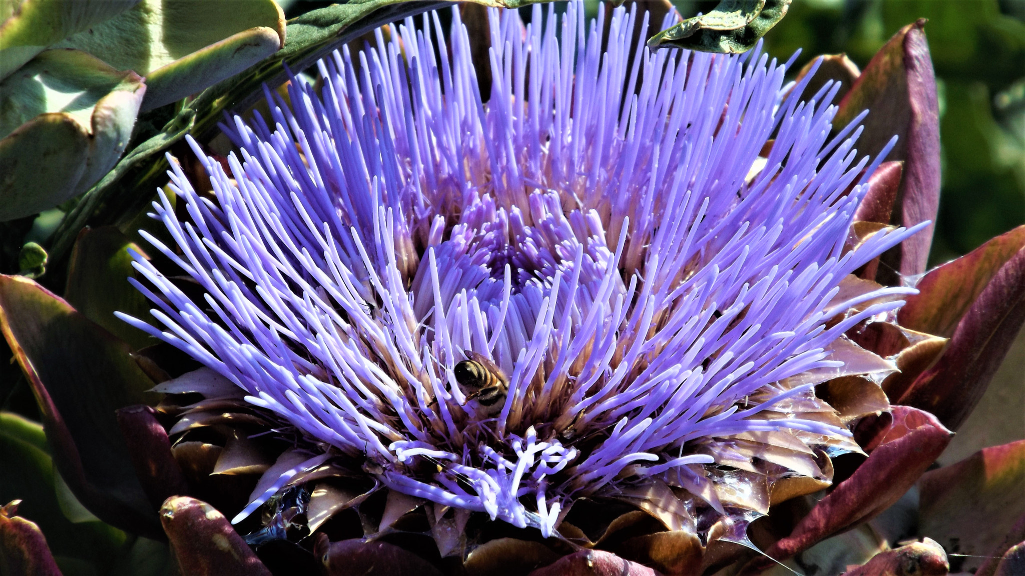 Fujifilm FinePix S4800 sample photo. Artichoke's flower and a bee photography