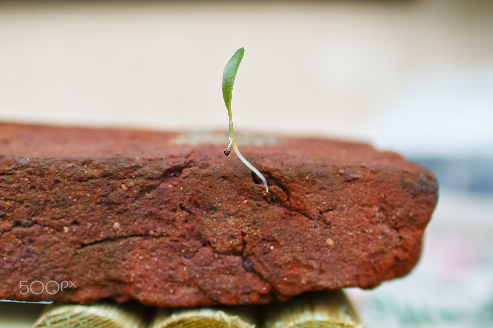Sigma sd Quattro sample photo. Where a life is born photography