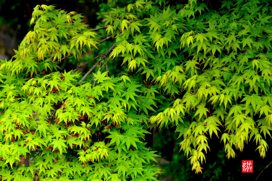 Nikon D7100 + Nikon AF-S Micro-Nikkor 60mm F2.8G ED sample photo. Japanese maple 0420 photography