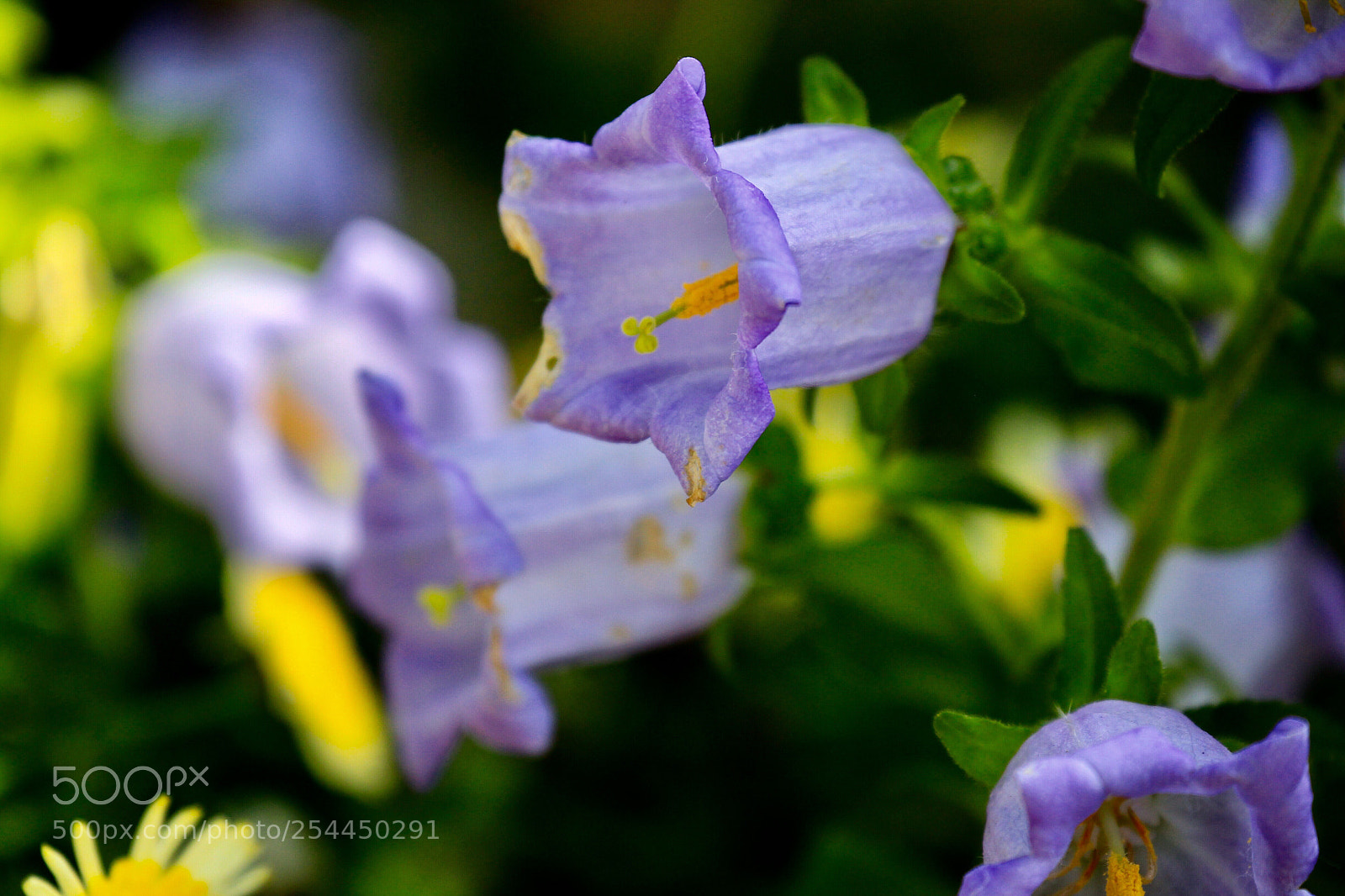 Canon EOS-1D Mark IV sample photo. Untitled photography