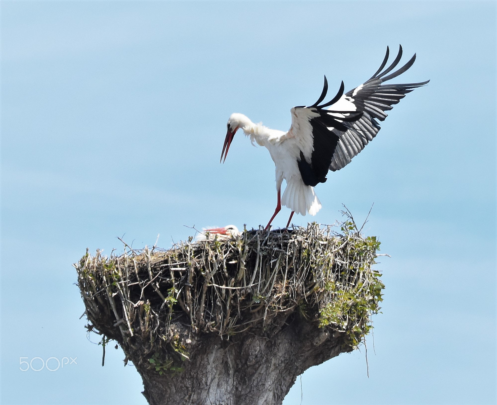 Nikon D7200 sample photo. "landing" photography