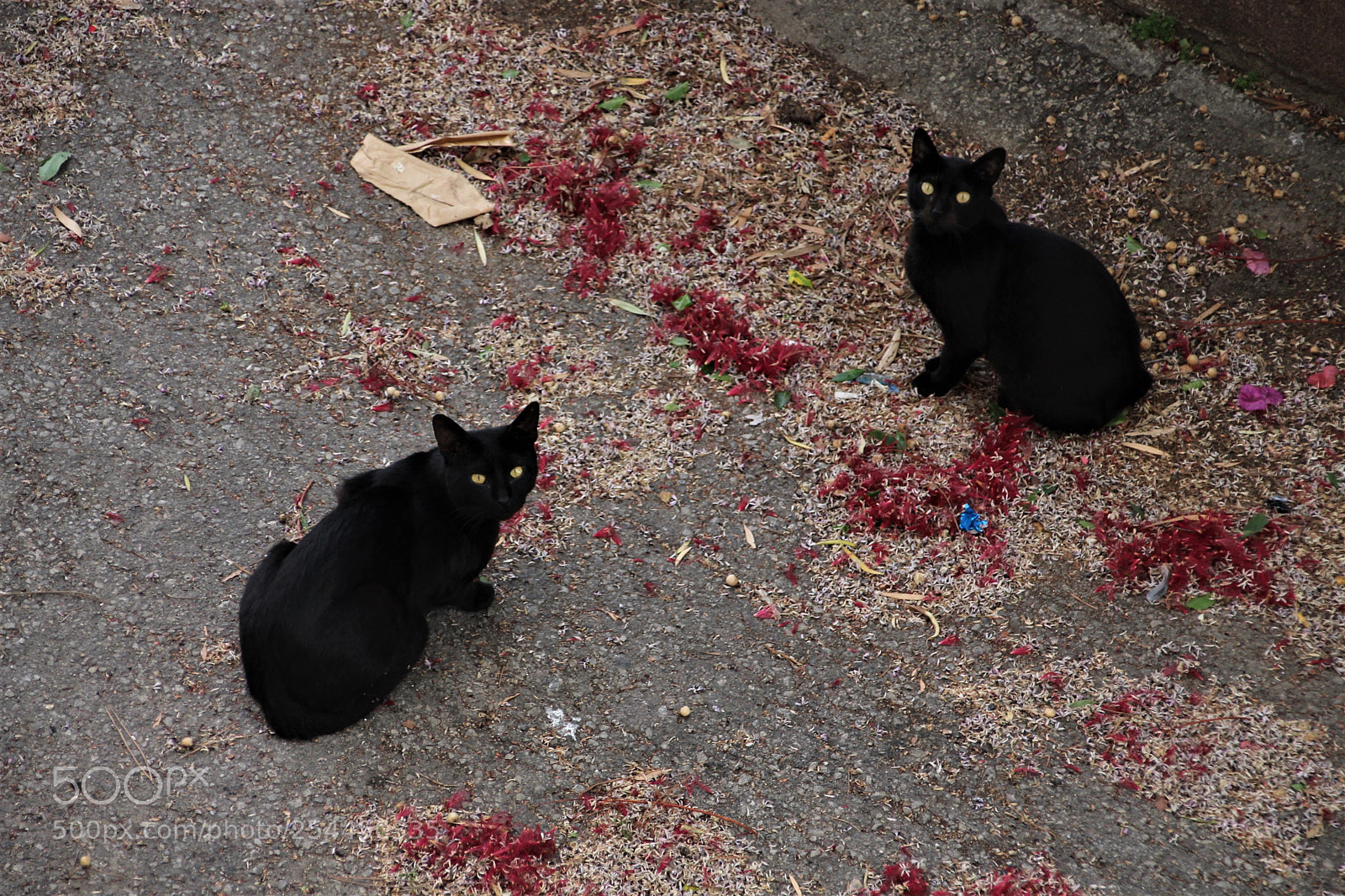 Canon EOS 700D (EOS Rebel T5i / EOS Kiss X7i) sample photo. Two black cats photography
