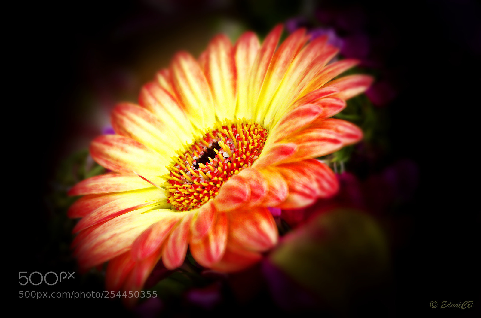 Pentax K-5 sample photo. Gerbera photography