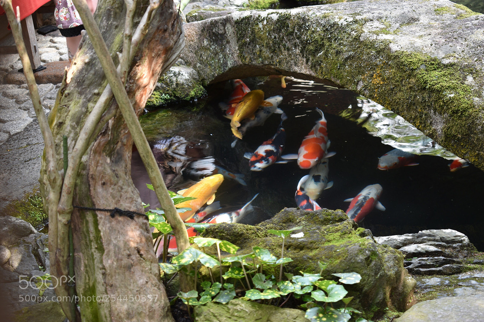 Nikon D5600 sample photo. Koi fish photography
