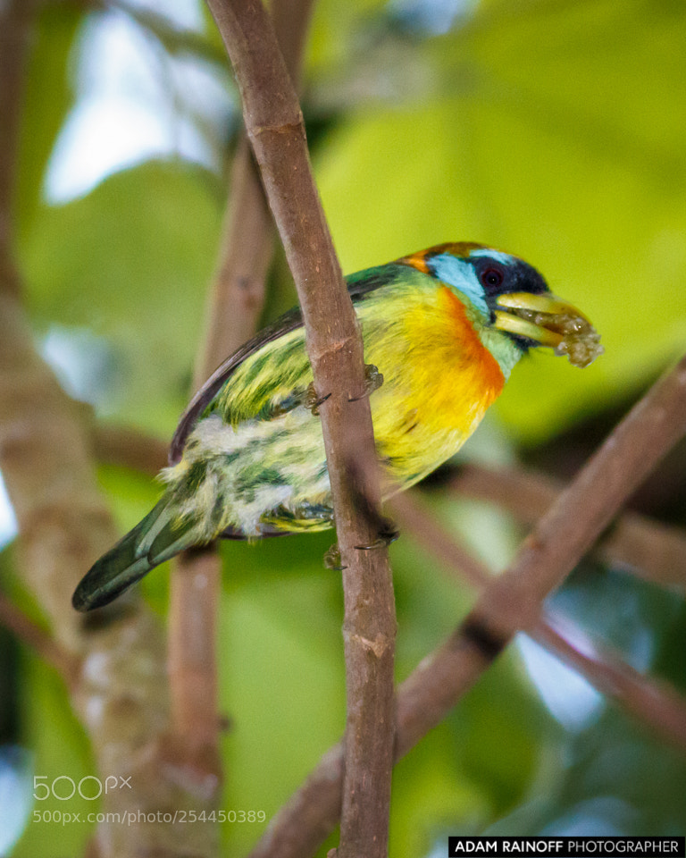 Canon EOS 70D sample photo. Female red-headed barbet alcazares photography