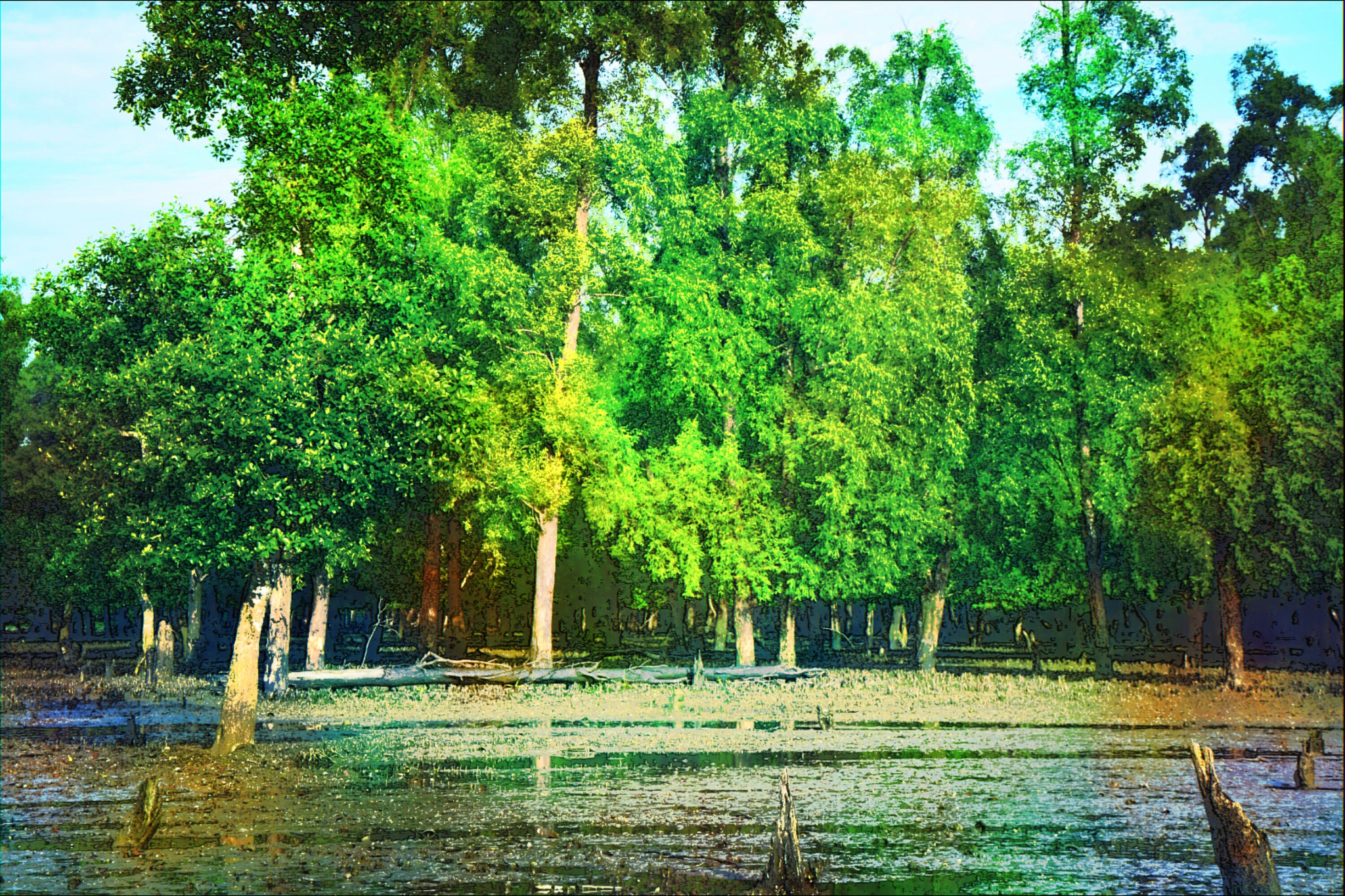 Nikon D5200 sample photo. Sundarban mangrove forest photography