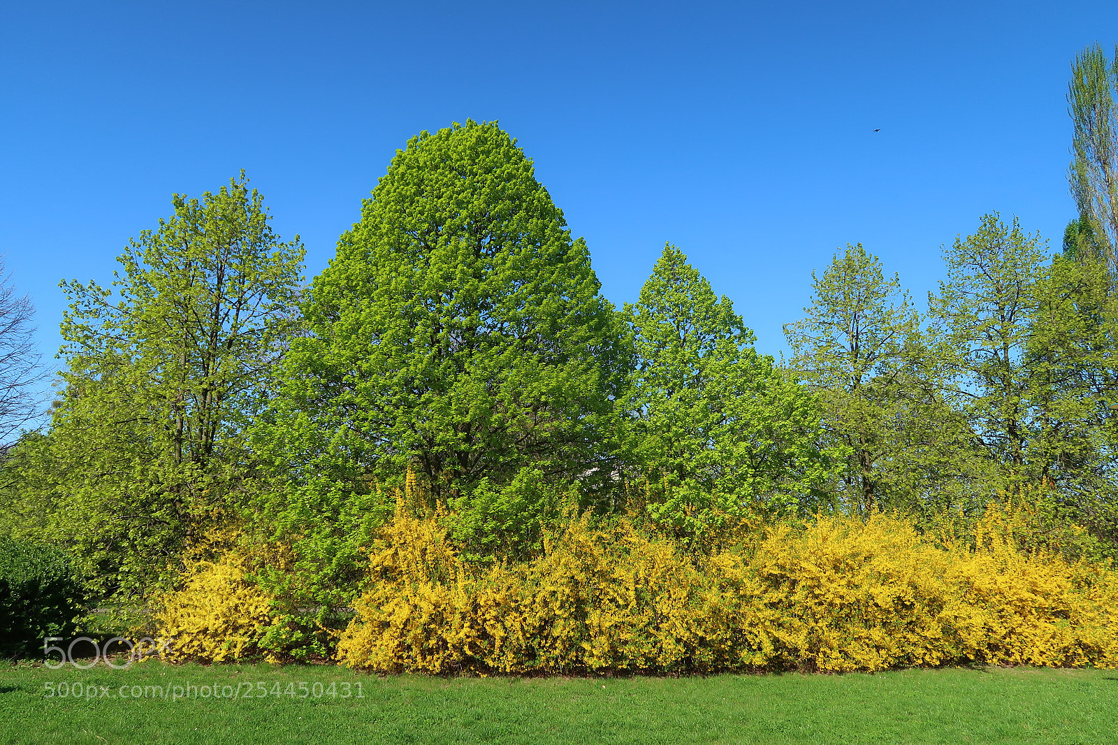 Canon PowerShot G7 X Mark II sample photo. Spring in the park photography