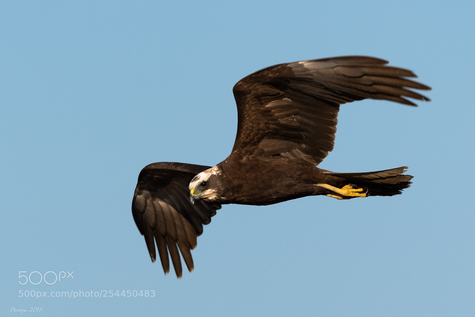 Nikon D500 sample photo. Marsh harrier photography