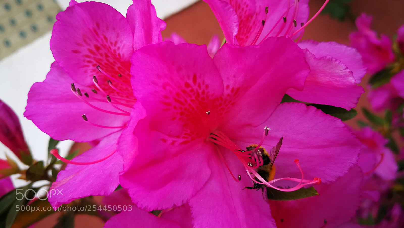 HUAWEI P10 Plus sample photo. Untitled photography