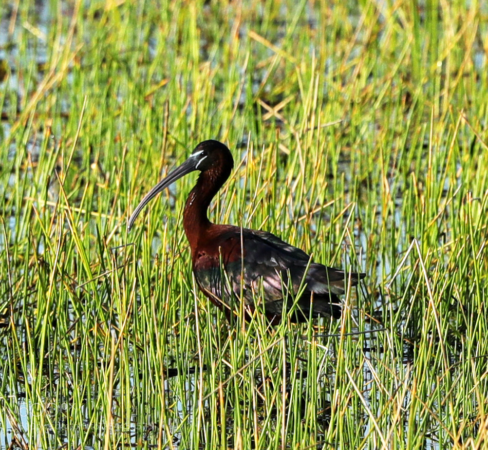 Canon EOS-1D X Mark II sample photo. 04-20-18-0013796.jpg photography