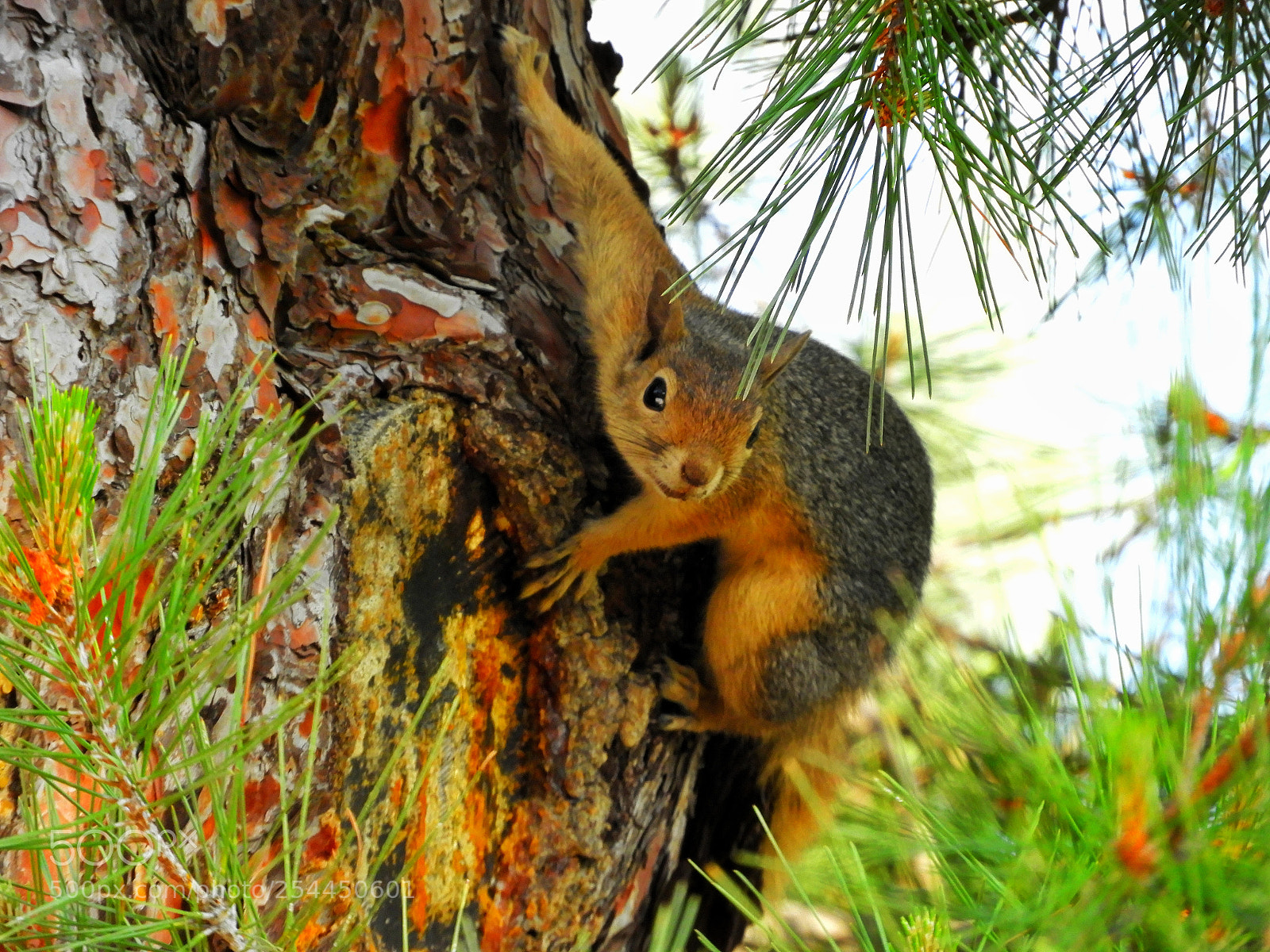 Nikon Coolpix B700 sample photo. A friendly squirrel on photography