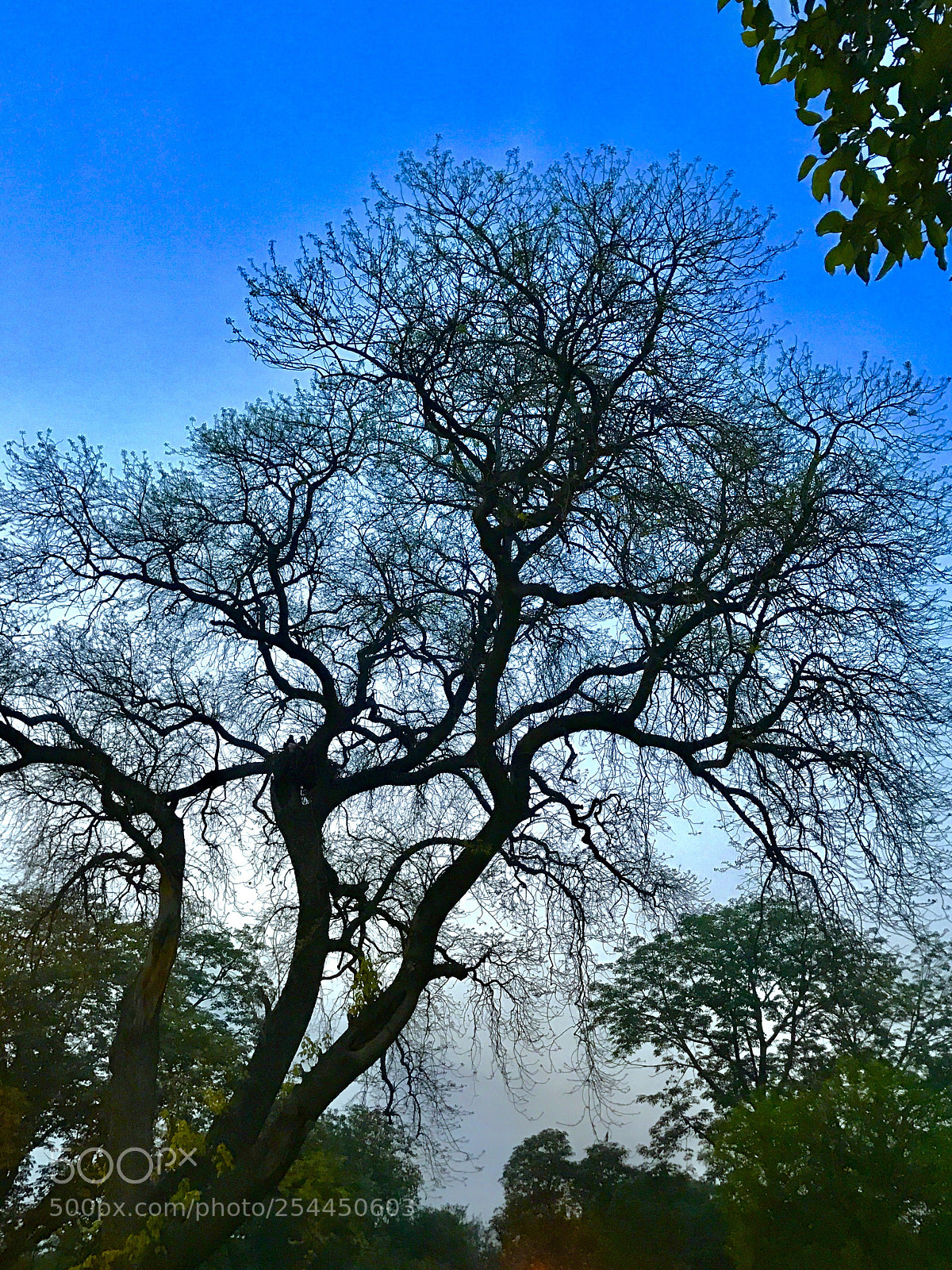 Apple iPhone 7 Plus sample photo. Hidden life of tree photography
