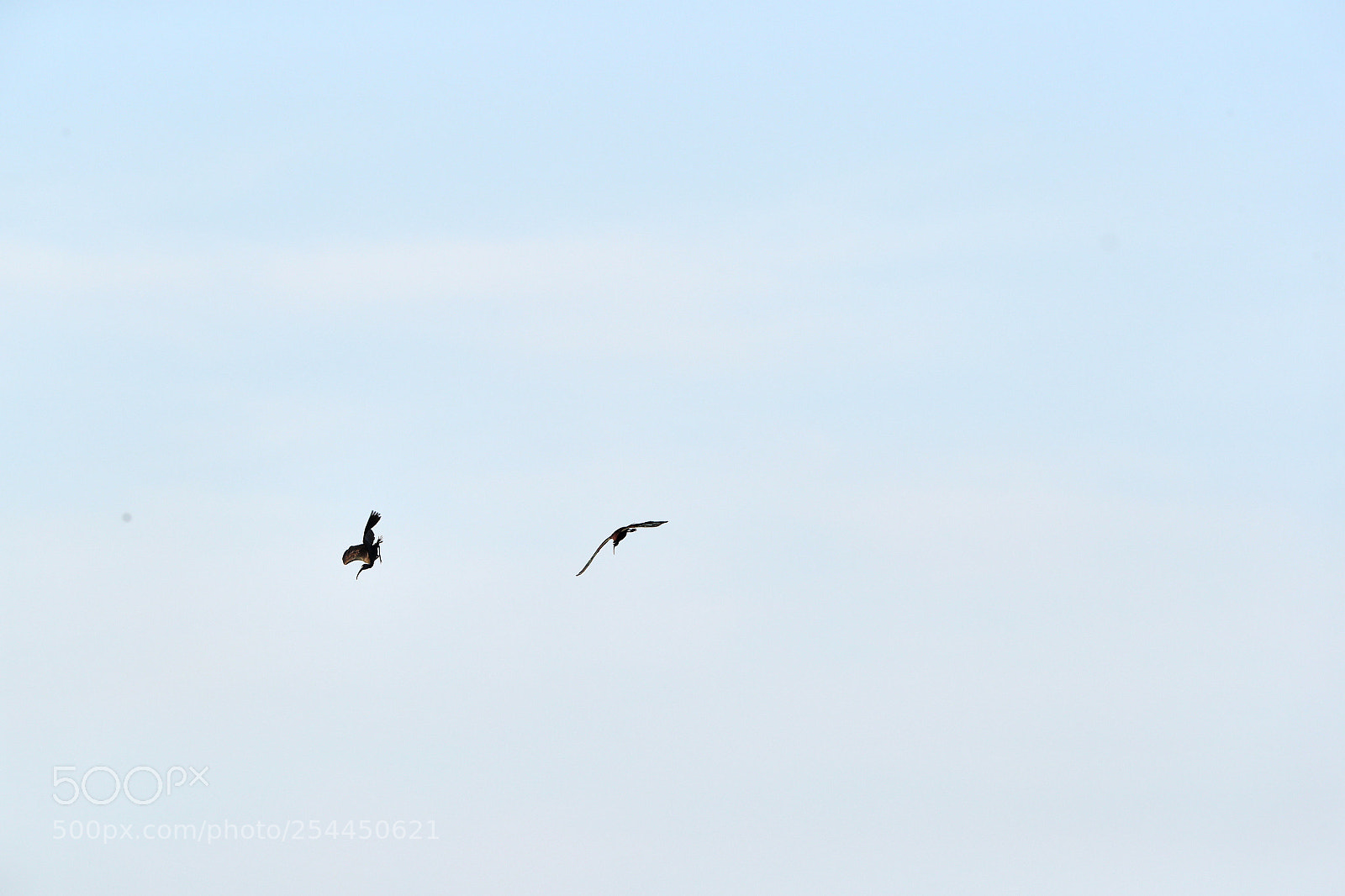 Canon EOS-1D X Mark II sample photo. 04-20-18-0013790.jpg photography