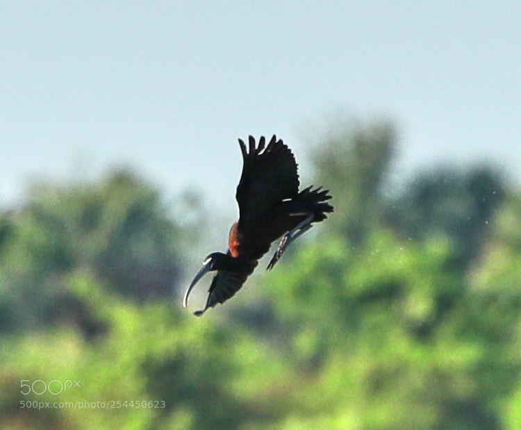 Canon EOS-1D X Mark II sample photo. 04-20-18-0013789.jpg photography