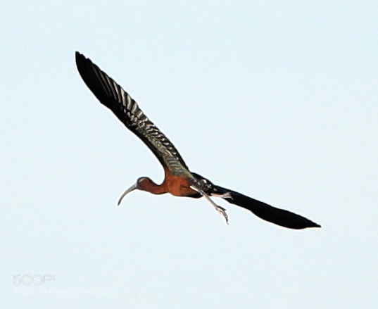 Canon EOS-1D X Mark II sample photo. 04-20-18-0013786.jpg photography