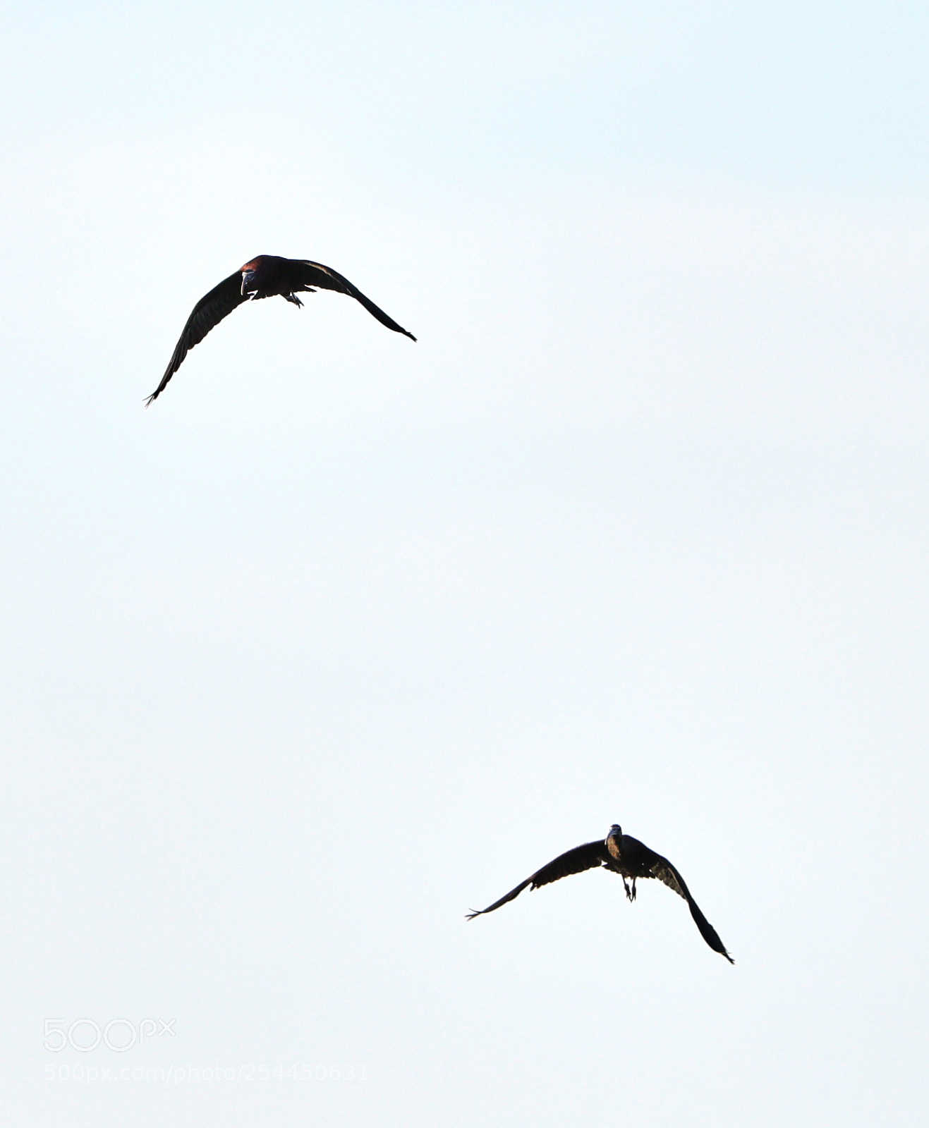 Canon EOS-1D X Mark II sample photo. 04-20-18-0013788.jpg photography