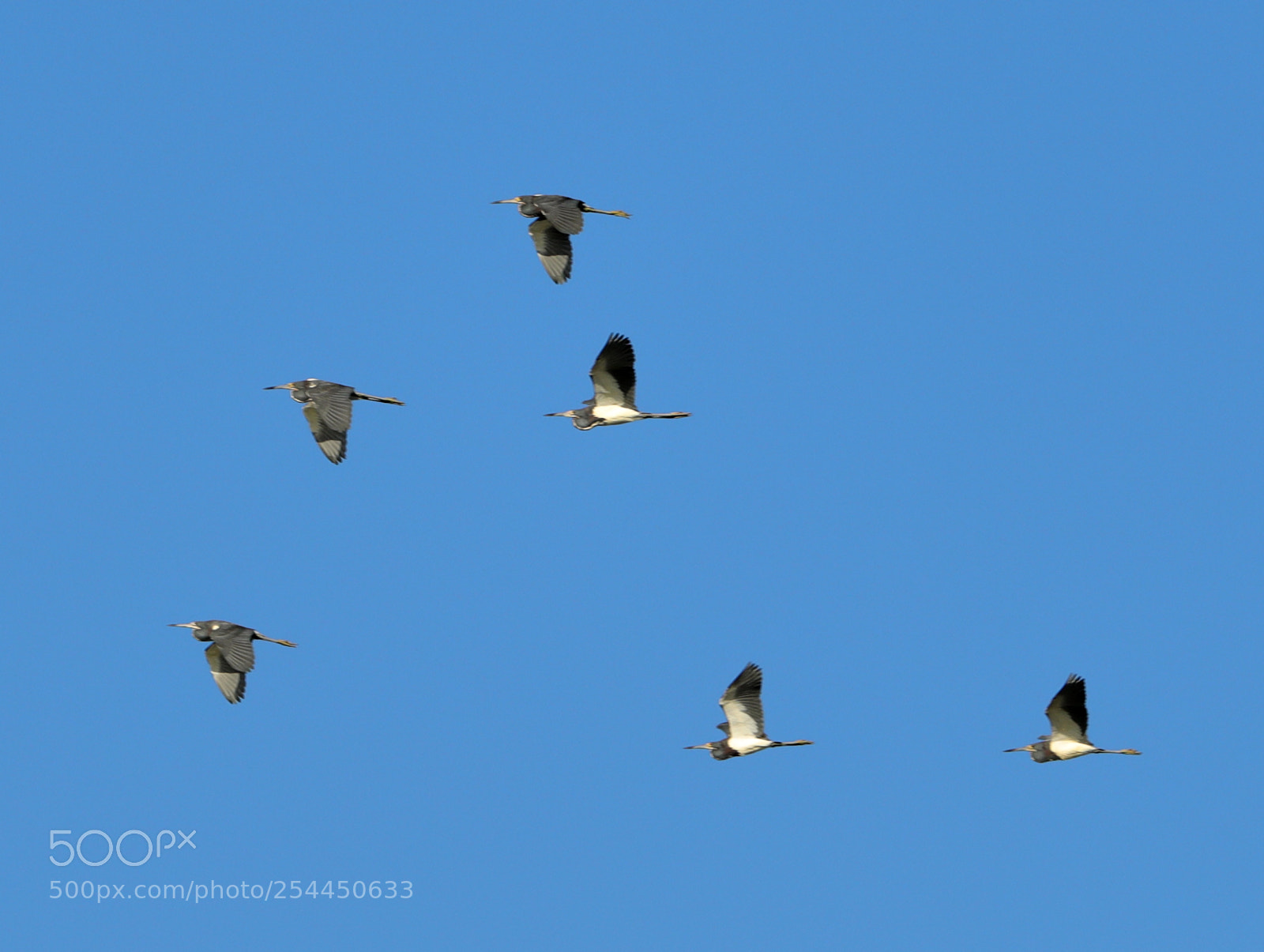 Canon EOS-1D X Mark II sample photo. 04-20-18-0013785.jpg photography