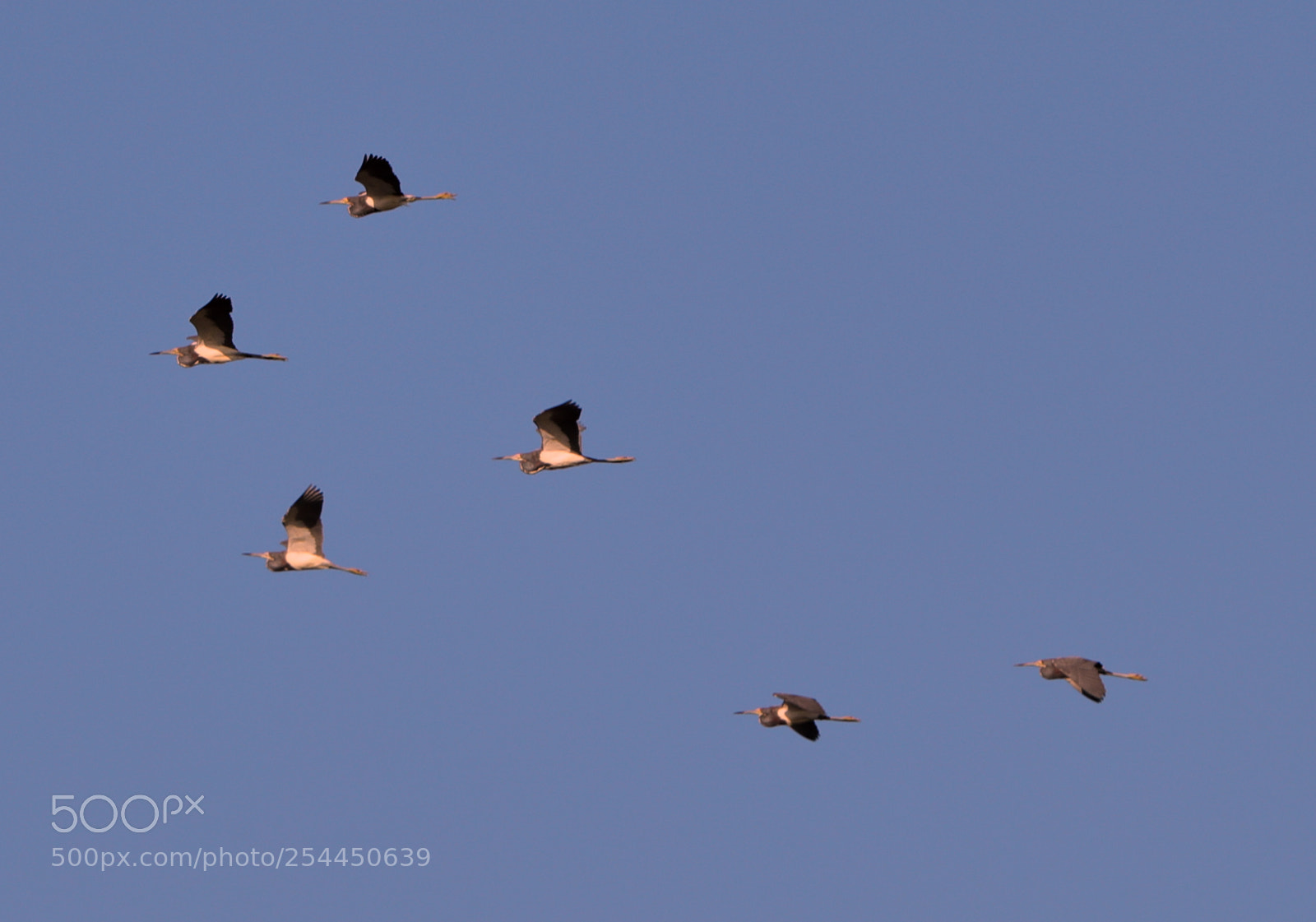 Canon EOS-1D X Mark II sample photo. 04-20-18-0013784.jpg photography