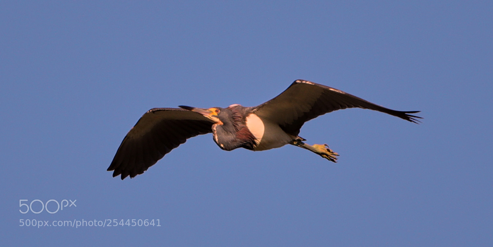 Canon EOS-1D X Mark II sample photo. 04-20-18-0013782.jpg photography