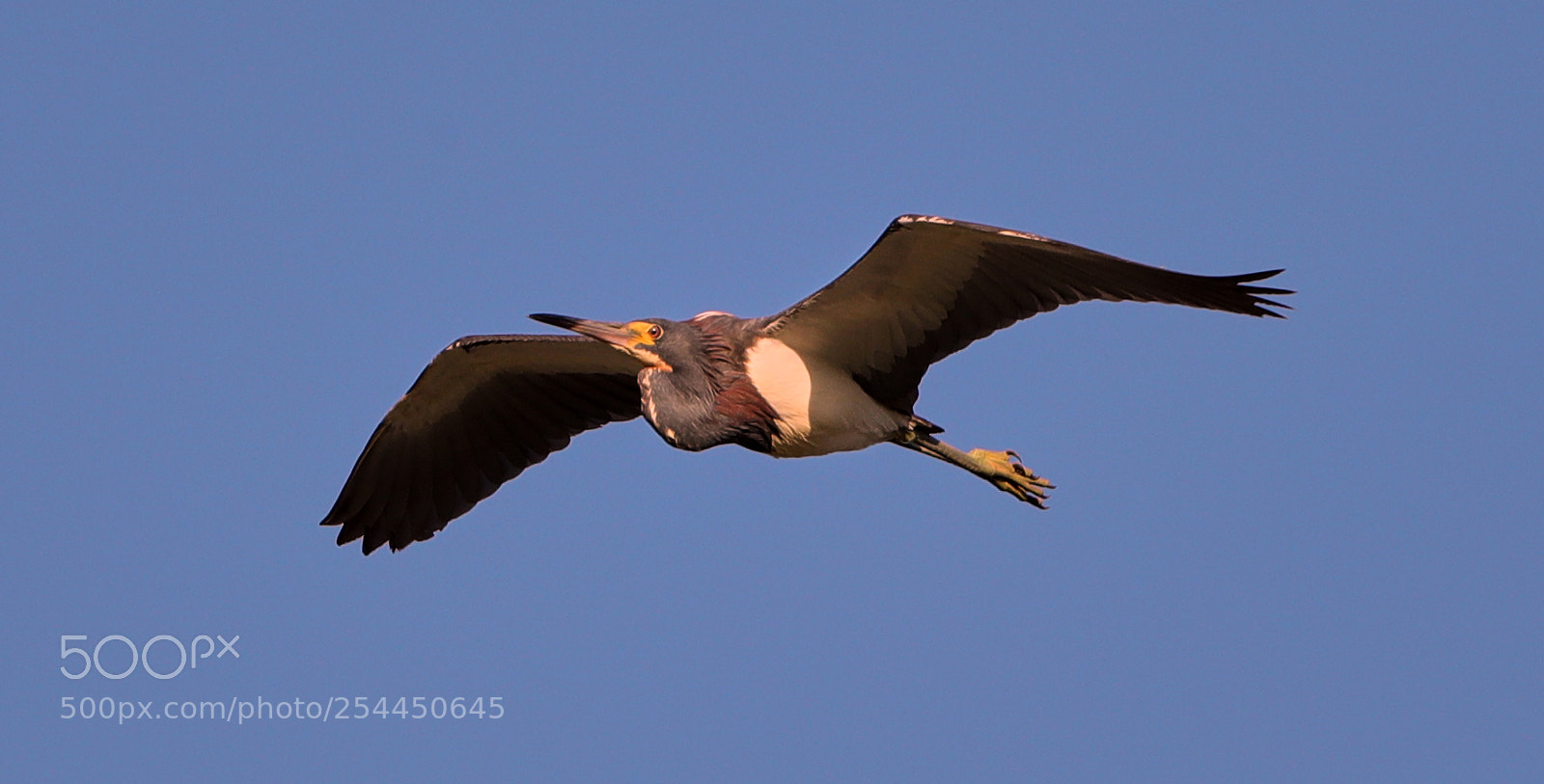 Canon EOS-1D X Mark II sample photo. 04-20-18-0013781.jpg photography