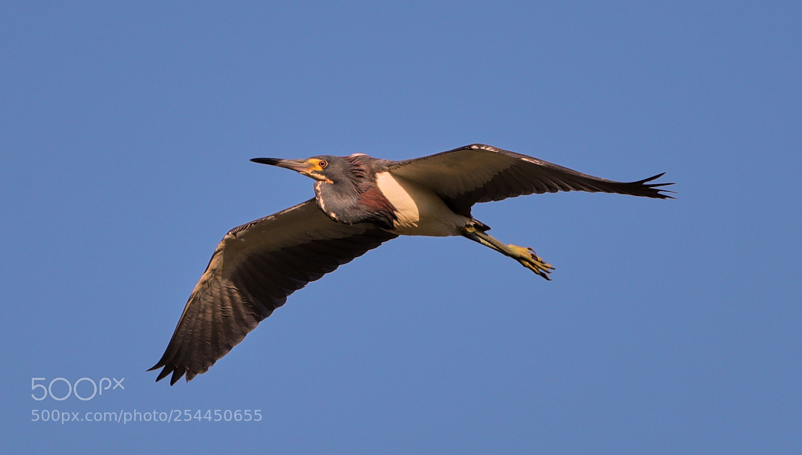 Canon EOS-1D X Mark II sample photo. 04-20-18-0013780.jpg photography