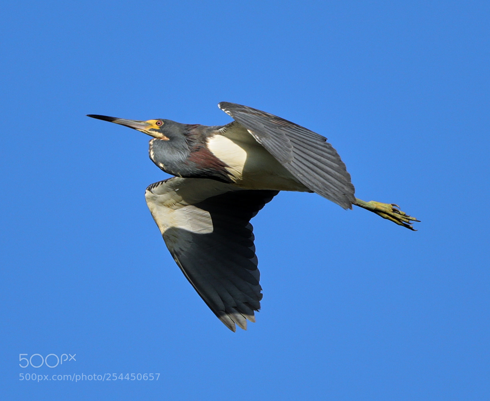 Canon EOS-1D X Mark II sample photo. 04-20-18-0013779.jpg photography