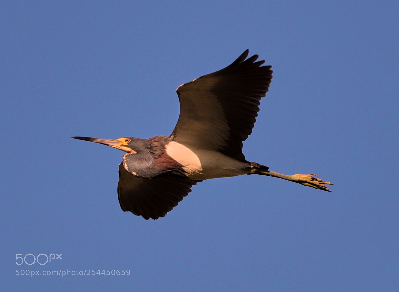 Canon EOS-1D X Mark II sample photo. 04-20-18-0013778.jpg photography