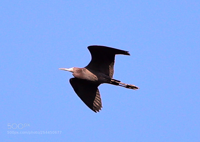 Canon EOS-1D X Mark II sample photo. 04-20-18-0013776.jpg photography