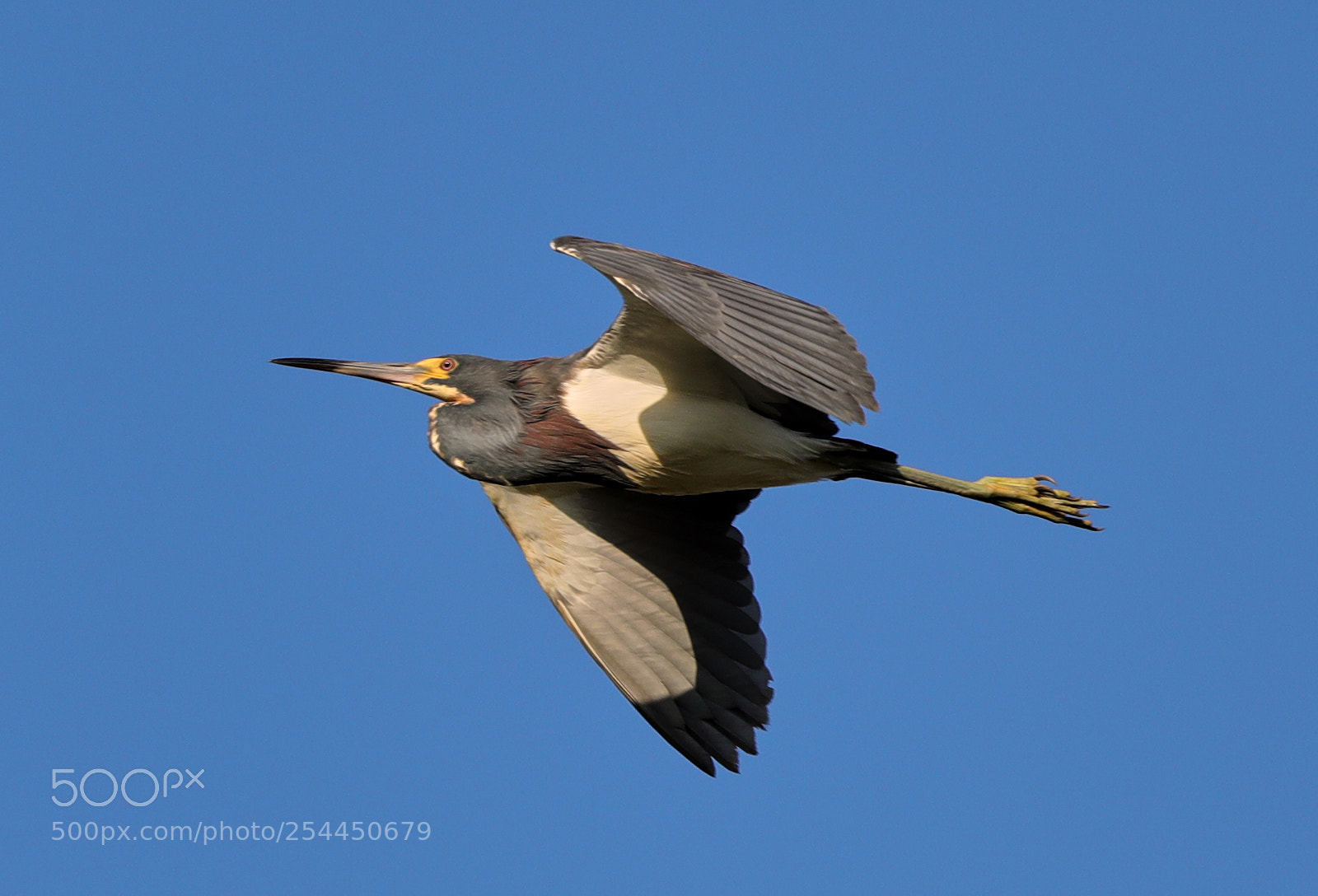 Canon EOS-1D X Mark II sample photo. 04-20-18-0013777.jpg photography