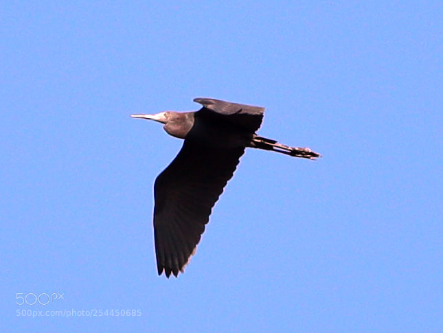 Canon EOS-1D X Mark II sample photo. 04-20-18-0013775.jpg photography