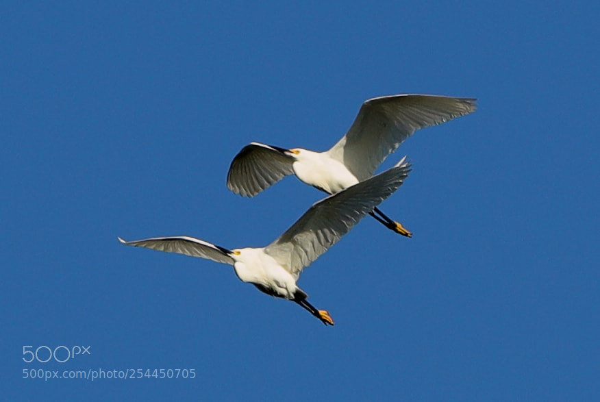 Canon EOS-1D X Mark II sample photo. 04-20-18-0013774.jpg photography
