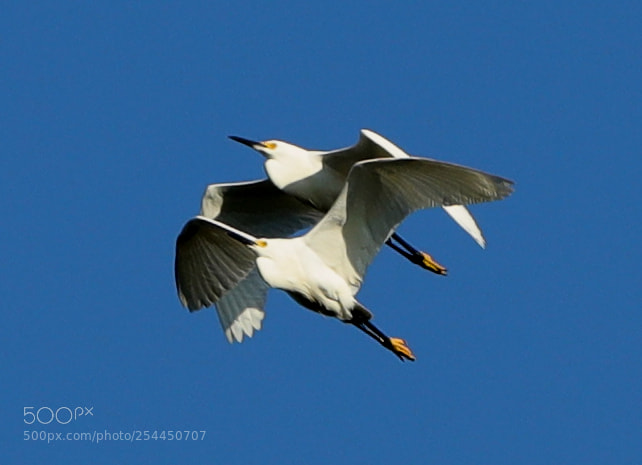 Canon EOS-1D X Mark II sample photo. 04-20-18-0013773.jpg photography